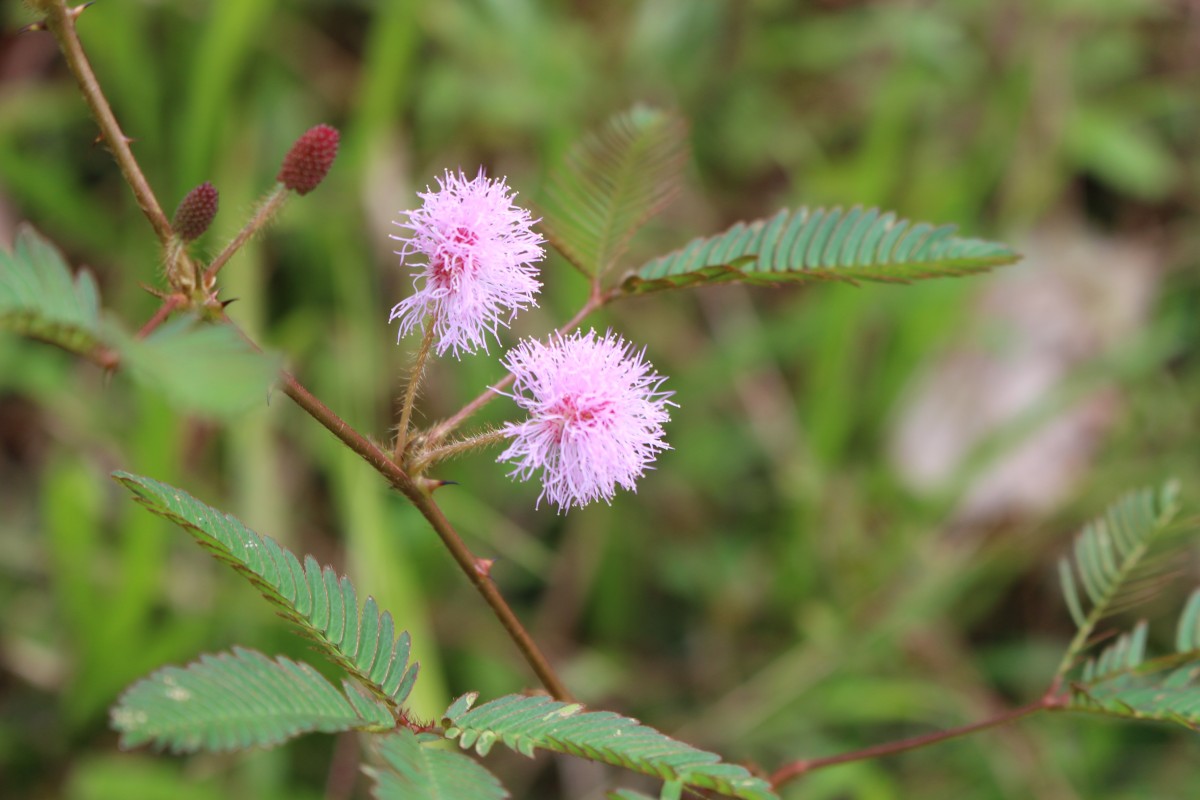 Mimosa pudica L.